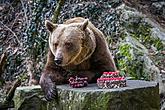 Christmas for the Bears, 24.12.2017, Advent and Christmas in Český Krumlov, photo by: Lubor Mrázek