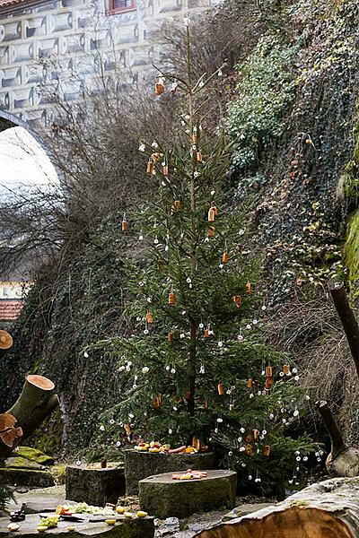 Bärenweihnachten, 24.12.2017, Advent und Weihnachten in Český Krumlov