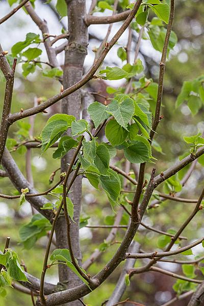 Planting of Olga Havlová Tree - Magical Krumlov 1.5.2018