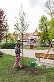 Planting of Olga Havlová Tree - Magical Krumlov 1.5.2018, photo by: Lubor Mrázek