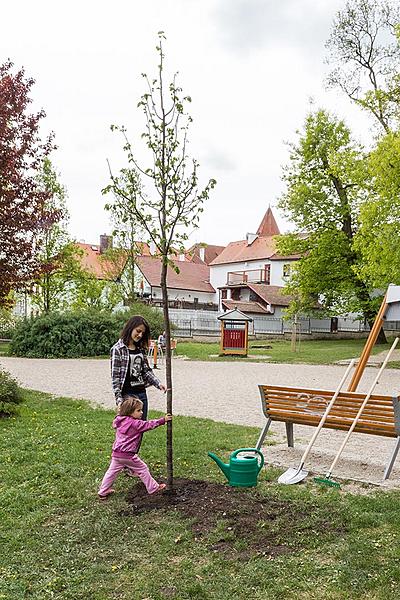 Zasazení stromu Olgy Havlové - Kouzelný Krumlov 1.5.2018