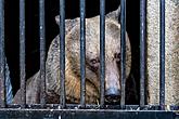 Christmas for the Bears, 24.12.2018, Advent and Christmas in Český Krumlov, photo by: Lubor Mrázek