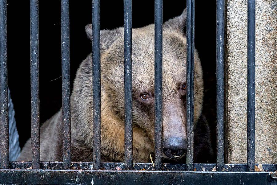 Christmas for the Bears, 24.12.2018, Advent and Christmas in Český Krumlov