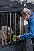 Christmas for the Bears, 24.12.2018, Advent and Christmas in Český Krumlov, photo by: Lubor Mrázek