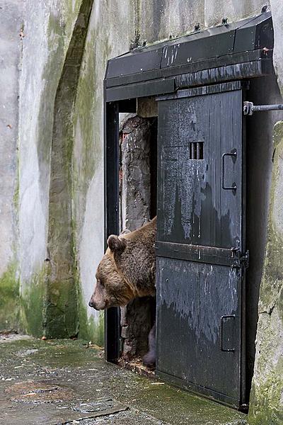 Christmas for the Bears, 24.12.2018, Advent and Christmas in Český Krumlov