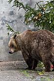 Christmas for the Bears, 24.12.2018, Advent and Christmas in Český Krumlov, photo by: Lubor Mrázek