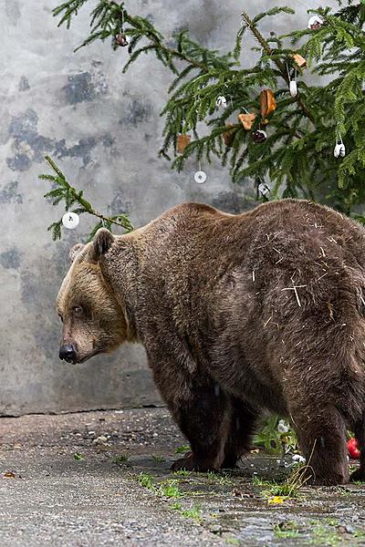 Christmas for the Bears, 24.12.2018, Advent and Christmas in Český Krumlov