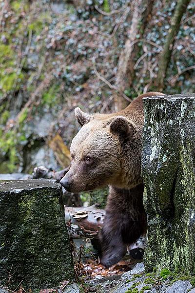 Medvědí vánoce, 24.12.2018, Advent a Vánoce v Českém Krumlově