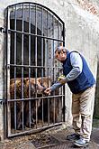 Christmas Day – Bear Christmas in Český Krumlov 24.12.2019, photo by: Lubor Mrázek