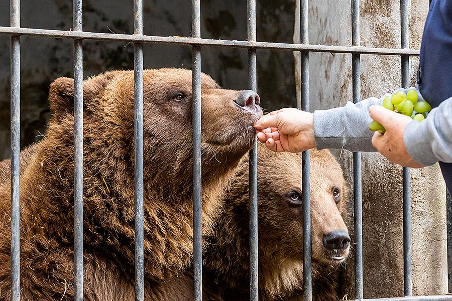 Christmas Day – Bear Christmas in Český Krumlov 24.12.2019