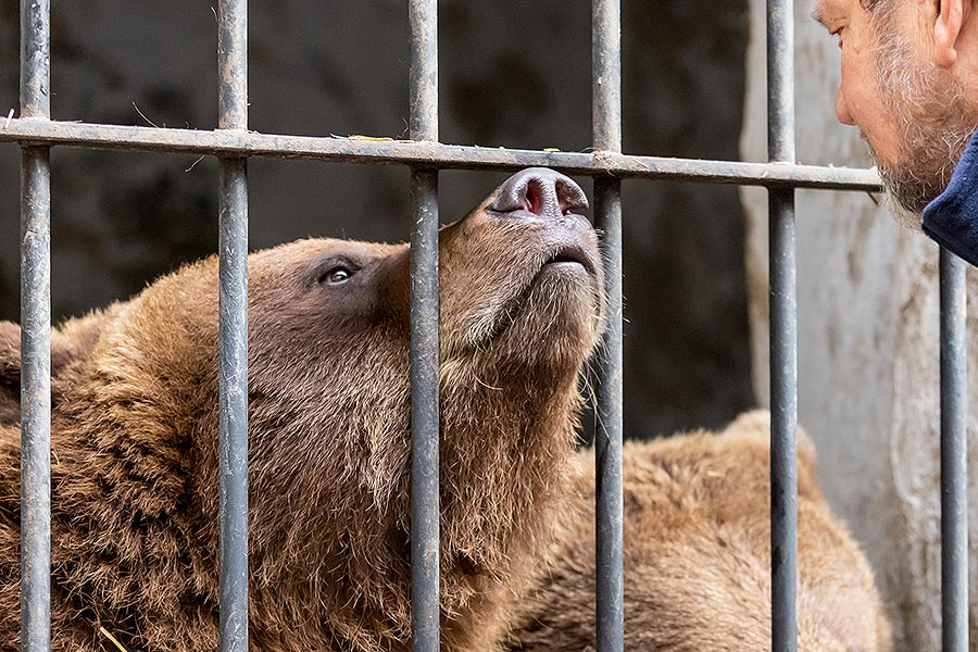 Christmas Day – Bear Christmas in Český Krumlov 24.12.2019