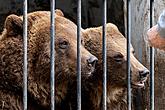 Christmas Day – Bear Christmas in Český Krumlov 24.12.2019, photo by: Lubor Mrázek