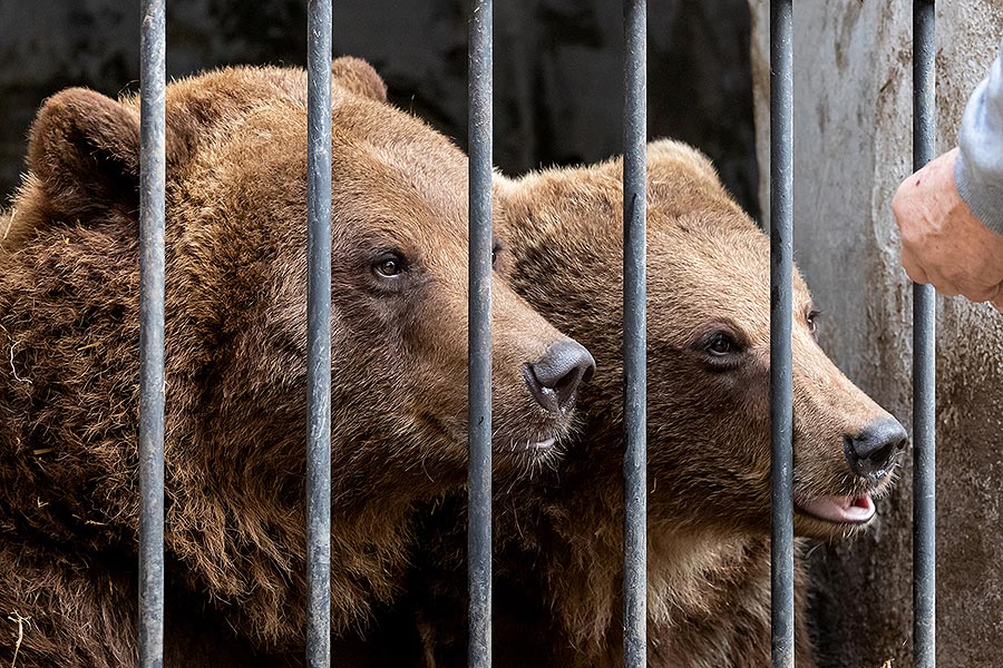 Christmas Day – Bear Christmas in Český Krumlov 24.12.2019