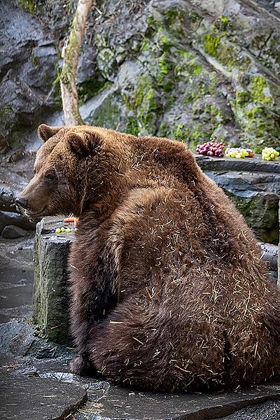 Christmas Day – Bear Christmas in Český Krumlov 24.12.2019