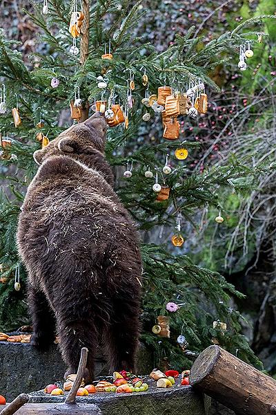 Heiligabend - Bärenweihnachten in Český Krumlov 24.12.2019