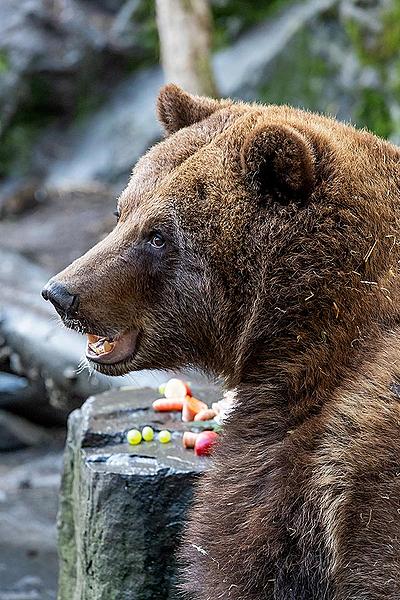 Christmas Day – Bear Christmas in Český Krumlov 24.12.2019