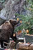 Heiligabend - Bärenweihnachten in Český Krumlov 24.12.2019, Foto: Lubor Mrázek