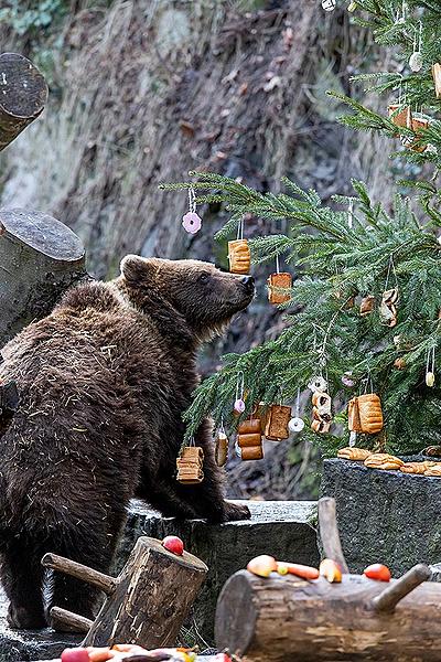Heiligabend - Bärenweihnachten in Český Krumlov 24.12.2019