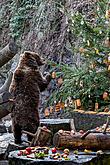 Christmas Day – Bear Christmas in Český Krumlov 24.12.2019, photo by: Lubor Mrázek