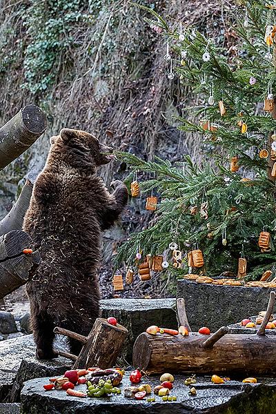 Heiligabend - Bärenweihnachten in Český Krumlov 24.12.2019