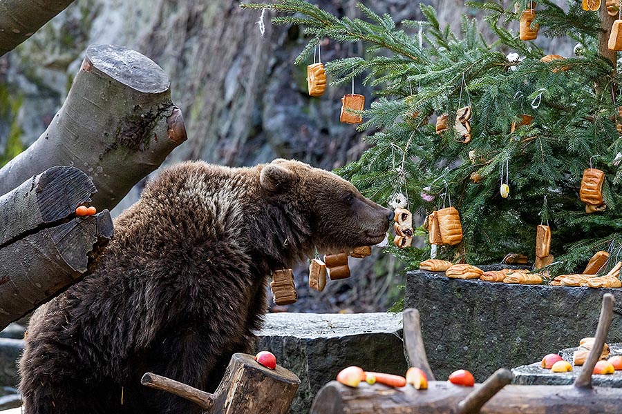 Heiligabend - Bärenweihnachten in Český Krumlov 24.12.2019