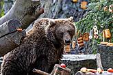 Christmas Day – Bear Christmas in Český Krumlov 24.12.2019, photo by: Lubor Mrázek