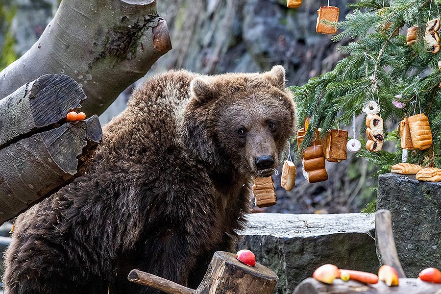 Heiligabend - Bärenweihnachten in Český Krumlov 24.12.2019