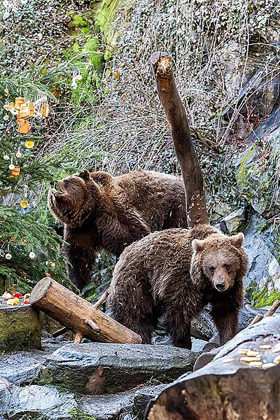 Christmas Day – Bear Christmas in Český Krumlov 24.12.2019