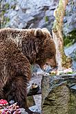 Christmas Day – Bear Christmas in Český Krumlov 24.12.2019, photo by: Lubor Mrázek