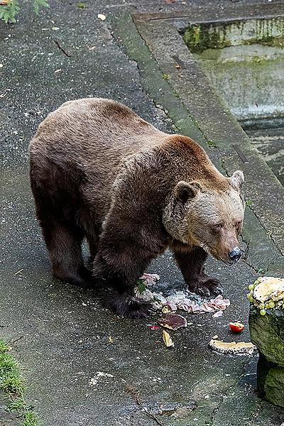 Christmas Day – Bear Christmas in Český Krumlov 24.12.2019