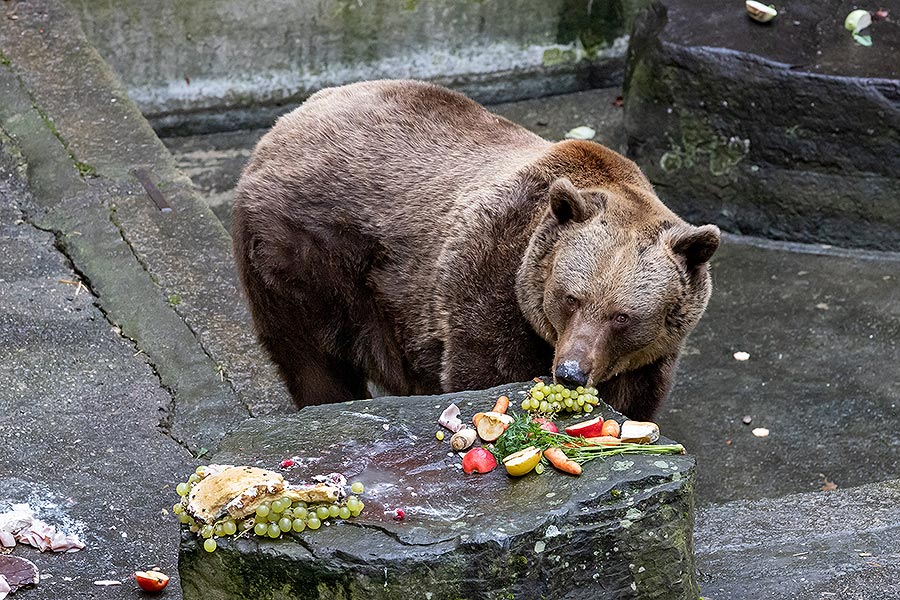 Christmas Day – Bear Christmas in Český Krumlov 24.12.2019