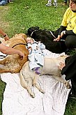 Vorführung der Arbeit der Assistenzhunde 'Pomocné tlapky' - Helfende Pfoten - Canistherapie, Fotogalerie des Tages mit Handicap - Tages ohne Barrieren, Český Krumlov, 11. 9. 2004, Foto: Lubor Mrázek 