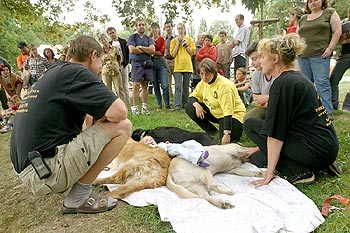 Ukázky práce asistenčních psů „Pomocné tlapky“, Den s handicapem - Den bez bariér, Český Krumlov 11. září 2004, foto: © Lubor Mrázek 