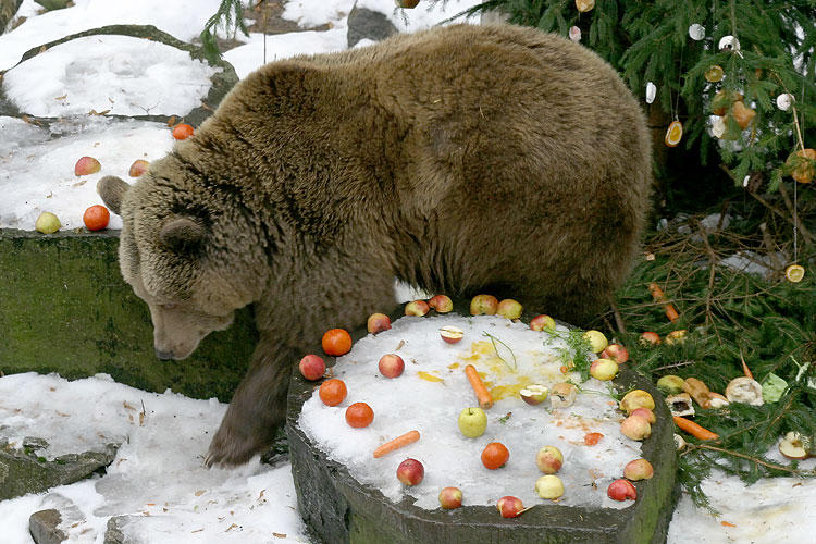 24. prosince - Medvědí vánoce, advent a vánoce 2005 v Českém Krumlově