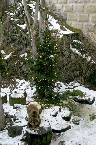 24. prosince - Medvědí vánoce, advent a vánoce 2005 v Českém Krumlově