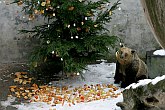 24. prosince - Medvědí vánoce, advent a vánoce 2005 v Českém Krumlově 