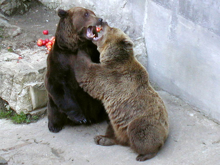 Český Krumlov´s bears Kateřina and Vok, April 2001