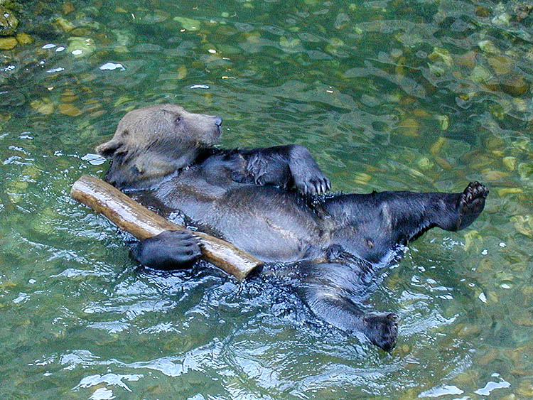 Krumauer Bär Vok am heißen Sommertag, August 2000