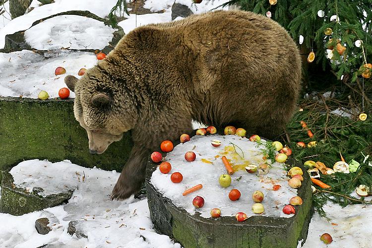 Bear Christmas, photo by Lubor Mrázek