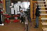 Svatováclavské slavnosti 2004, archiv OIS, Foto Lubor Mrázek 