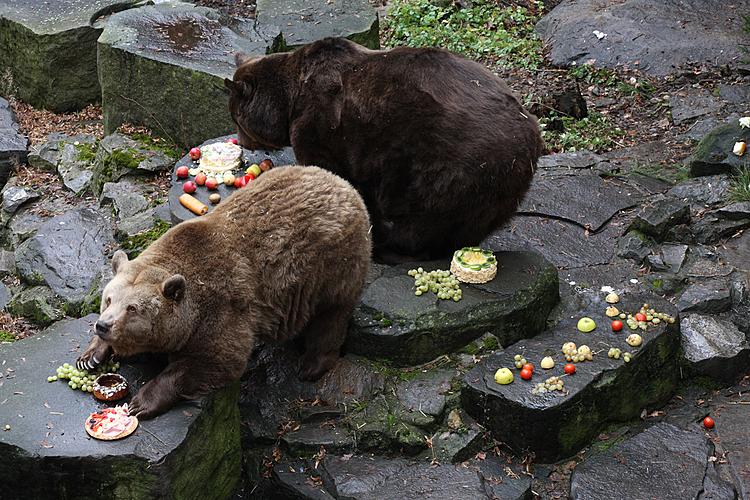 Bear Christmas