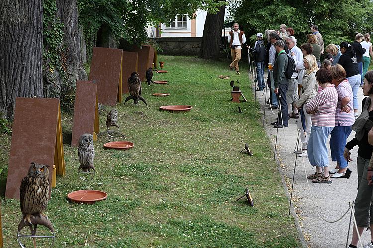falconry demonstrations and presentation of trained birds