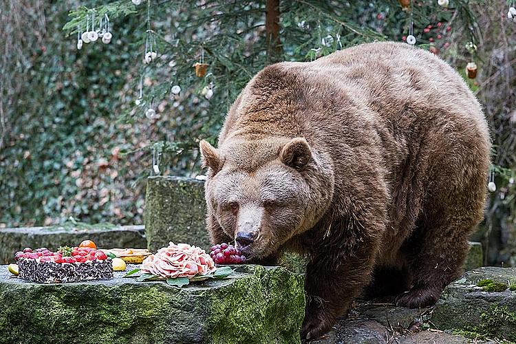 CHRISTMAS FOR THE BEARS